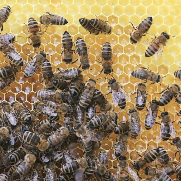 bees-2438361_1280 Honig, Propolis, Met