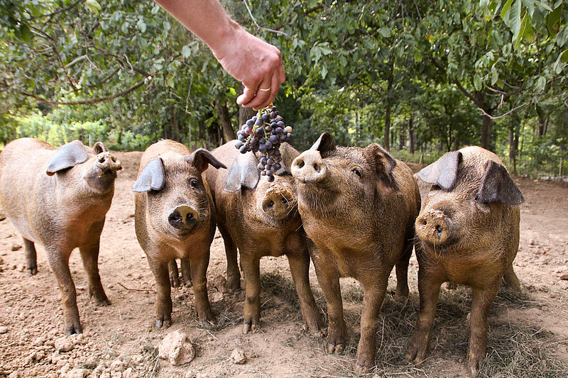 Kogelberger Wollschweine
